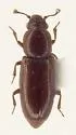 Rhizophagus (Anomophagus) brunneus - photo 2