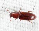 Rhizophagus (Anomophagus) brunneus - photo 5