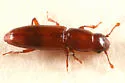 Rhizophagus cylindricus