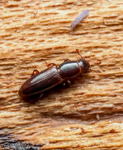 Rhizophagus dimidiatus - Rhizophagus dimidiatus