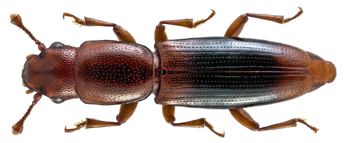 Rhizophagus dispar - photo 3