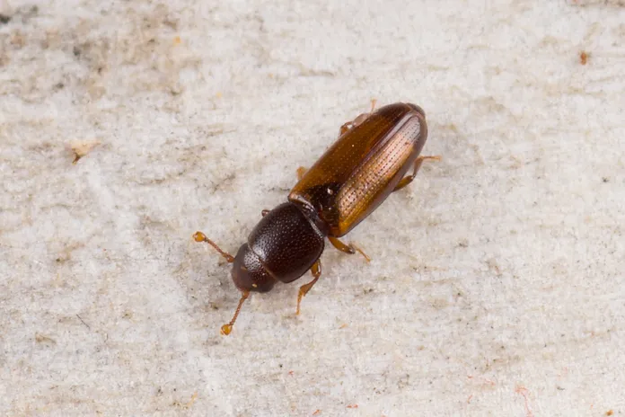 Rhizophagus fenestralis - photo 2