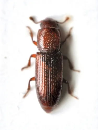 Rhizophagus ferrugineus