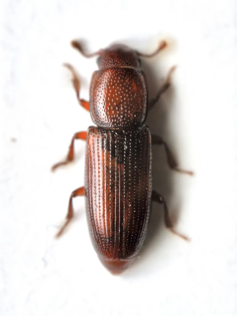 Rhizophagus ferrugineus - photo 2