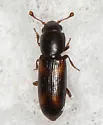 Rhizophagus minutus