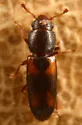 Rhizophagus minutus - photo 2