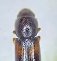 Rhizophagus minutus - photo 5