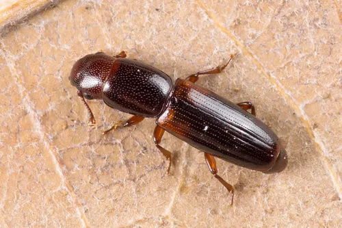 Rhizophagus nitidulus