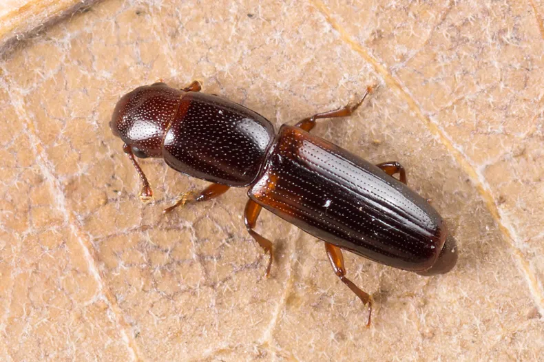 Rhizophagus nitidulus - photo 2
