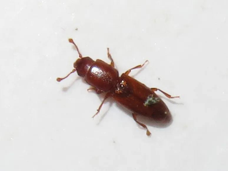 Graveyard Beetle - photo 2
