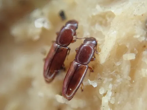Rhizophagus perforatus