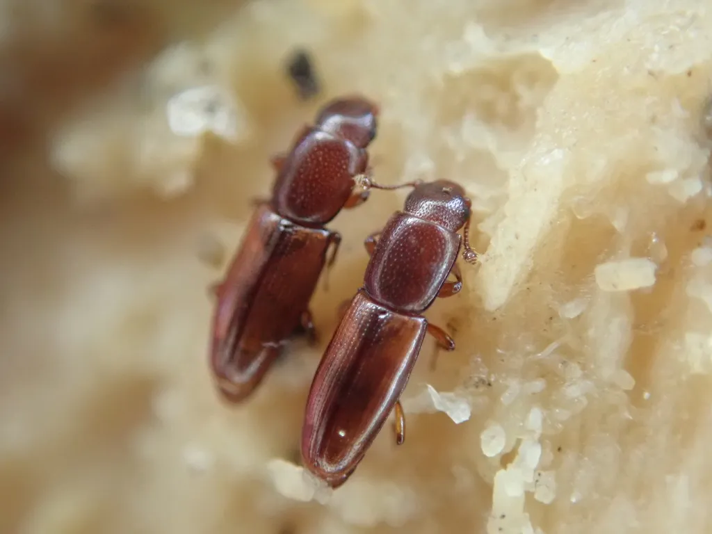 Rhizophagus perforatus - photo 2