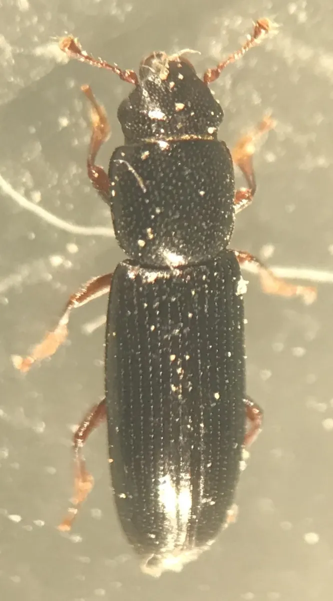 Rhizophagus picipes - photo 3