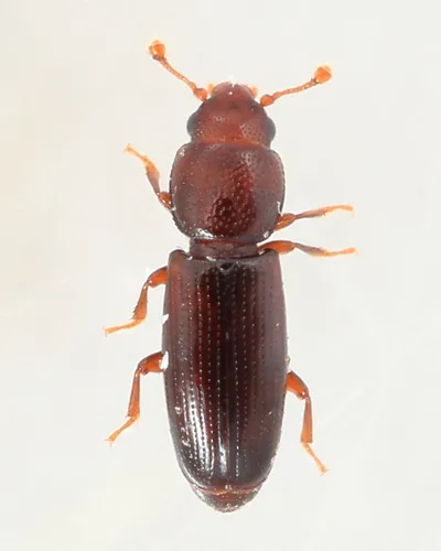 Rhizophagus remotus - photo 2