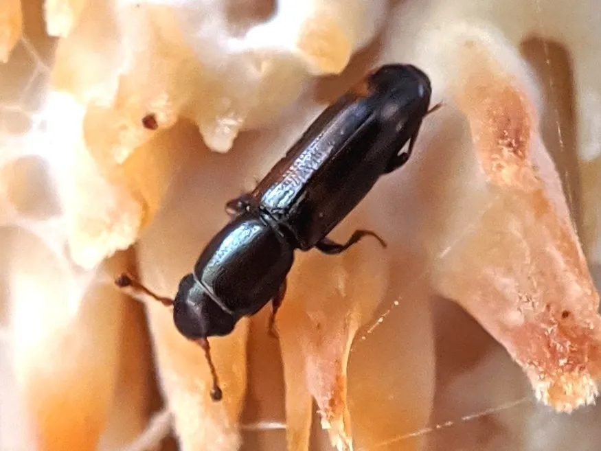 Rhizophagus sayi - photo 3