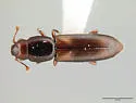 Rhizophagus sculpturatus - photo 2