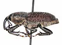 Rhodobaenus pustulosus