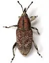 Rhodobaenus pustulosus - photo 2