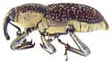 Rhodobaenus pustulosus - photo 3