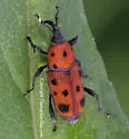 Ironweed Curculio