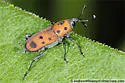Ironweed Curculio - photo 2