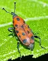 Ironweed Curculio - photo 4