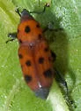Ironweed Curculio - photo 5