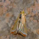 Rhodocantha diagonalis - Hodges#4797 - photo 2