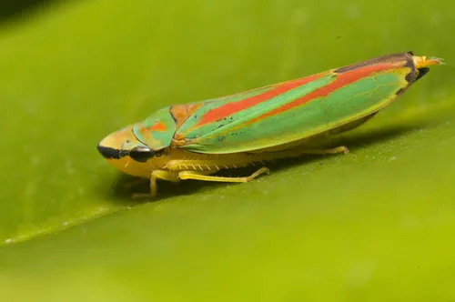 Rhododendron Leafhopper