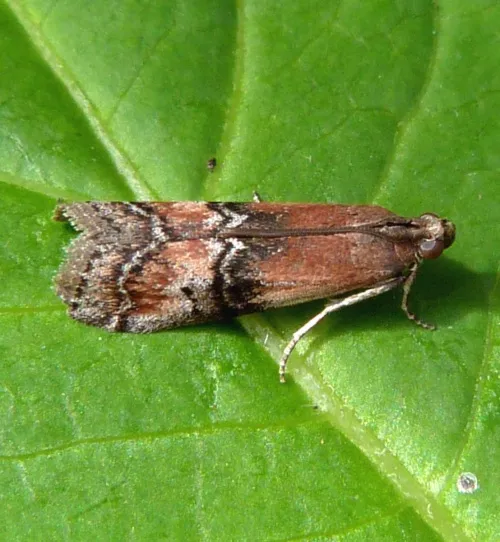 Rhodophaea formosa - Rhodophaea formosa