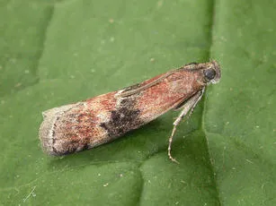 Rhodophaea formosa - photo 2
