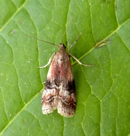 Rhodophaea formosa - photo 3