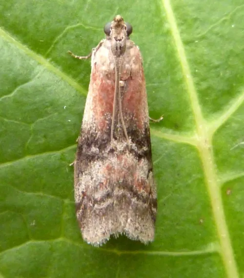 Rhodophaea formosa - photo 4