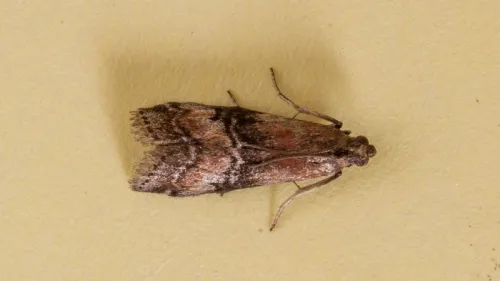 Rhodophaea formosa - photo 8