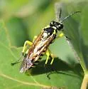 Rhogogaster lateraria - photo 2