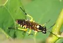 Rhogogaster lateraria - photo 3