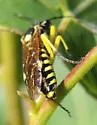 Rhogogaster lateraria - photo 4