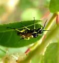 Rhogogaster lateraria - photo 5