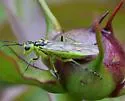 Rhogogaster nr-viridis