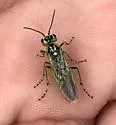 Rhogogaster nr-viridis - photo 2