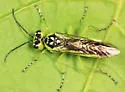 Rhogogaster nr-viridis - photo 3