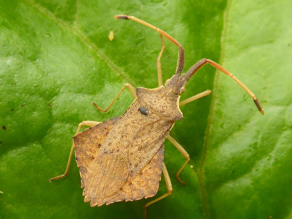 Rhombic Leatherbug - photo 3