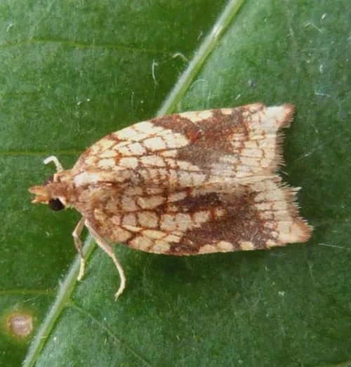 Rhomboid Tortrix - Acleris rhombana