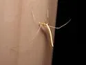 Rhomphaea fictilium