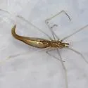 Rhomphaea fictilium - photo 2
