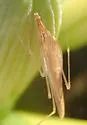Rhomphaea fictilium - photo 3