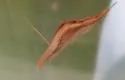 Rhomphaea fictilium - photo 4
