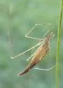 Rhomphaea fictilium - photo 5