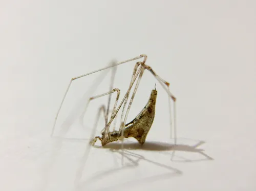 Rhomphaea projiciens