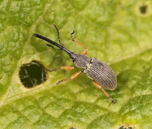 Rhopalapion longirostre